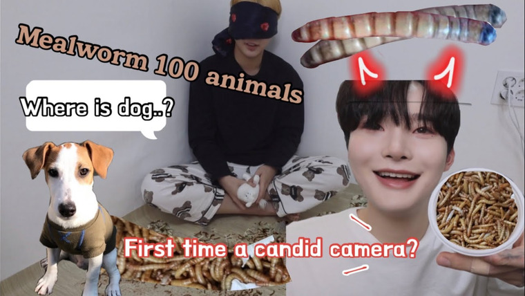 Bosungjun — s2021e16 — ⚠️worm candid camera⚠️ If you lie to your boyfriend and give him 100 mealworms?