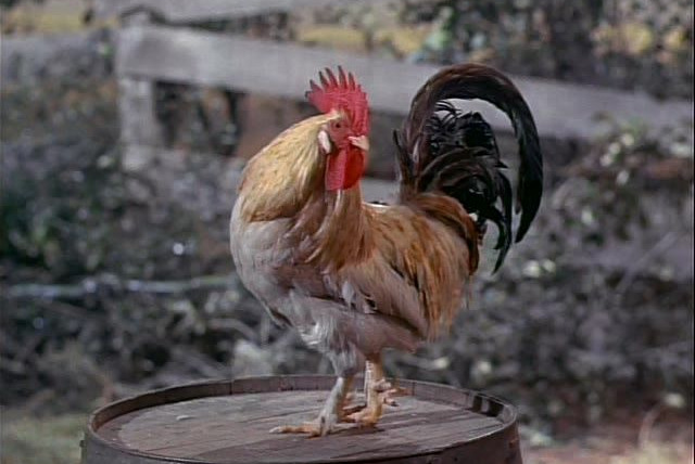 Green Acres — s01e05 — My Husband, the Rooster Renter