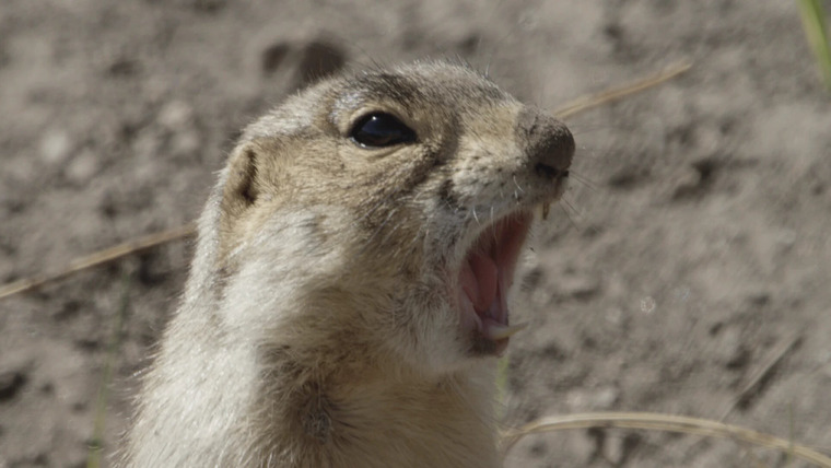 Prairie Dog Manor — s01e03 — New Sheriff in Town