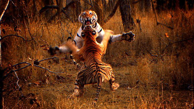 BBC: Тигр – Шпион джунглей — s01e02 — Episode 2