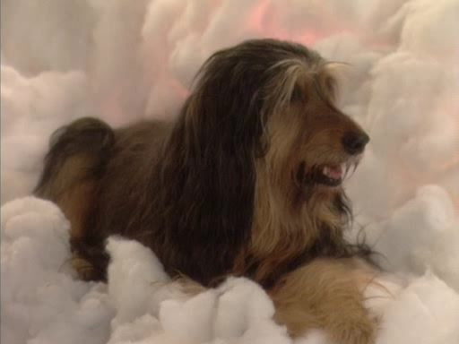 Married... with Children — s10e03 — Requiem for a Dead Briard