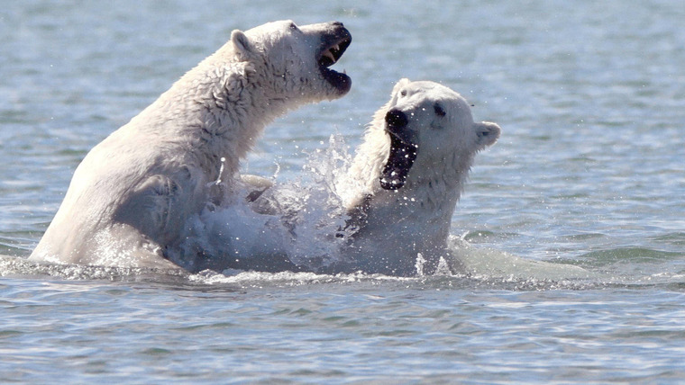 Городок полярных медведей — s02e01 — Bears vs. Belugas