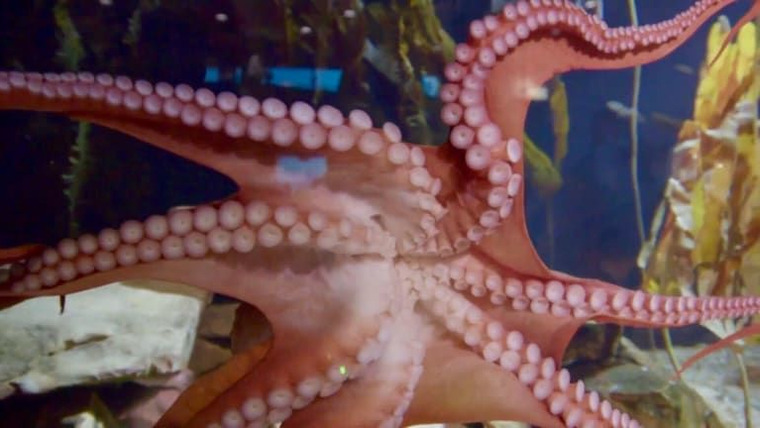 The Aquarium — s01e05 — Ophelia the Octopus