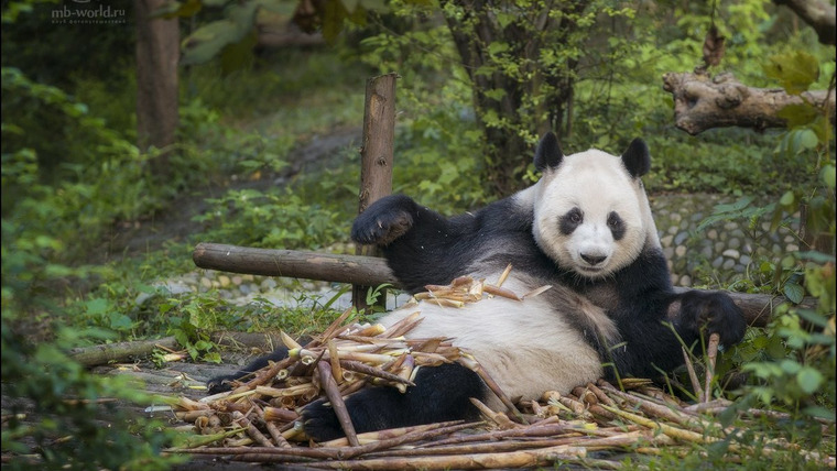 Мир наизнанку — s11e22 — Угроза исчезновения: как в Китае ухаживают за пандами и людьми
