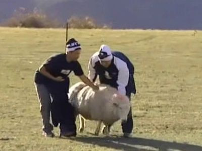 The Amazing Race Asia — s04e07 — I'm the Sheep Whisperer