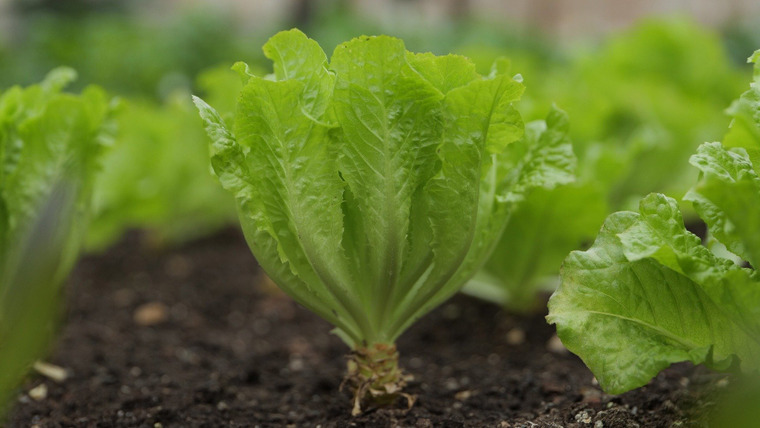 Martha Gardens — s01e05 — Inside Martha's Vegetable Greenhouse; Seed Starting