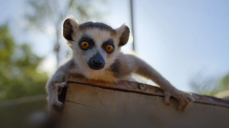 Возвращение в дикую природу — s01e04 — The Lemur Pup