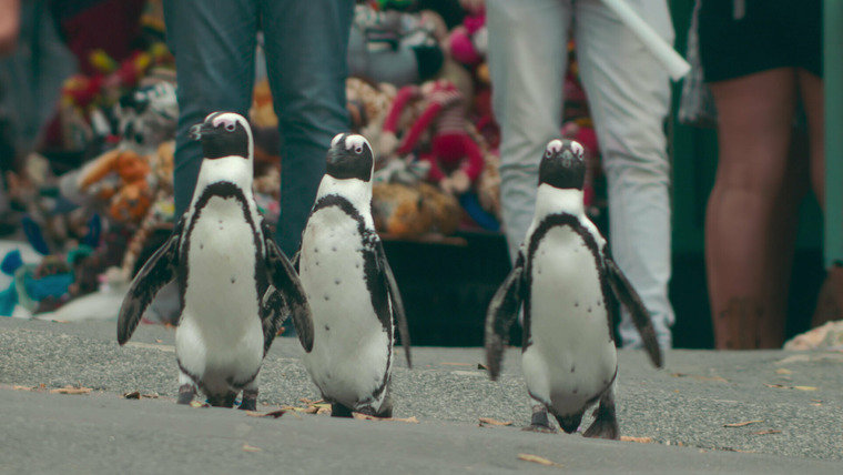 Город пингвинов — s01e01 — Homecoming