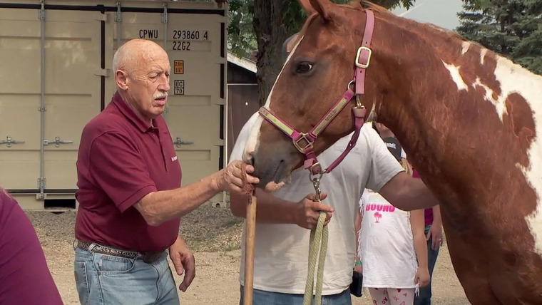 The Incredible Dr. Pol — s21e03 — Faux Paws