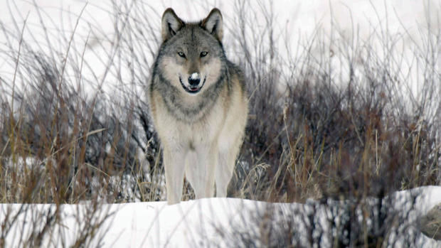 60 Minutes — s51e13 — To Catch a Spy | Malta | The Wolves of Yellowstone