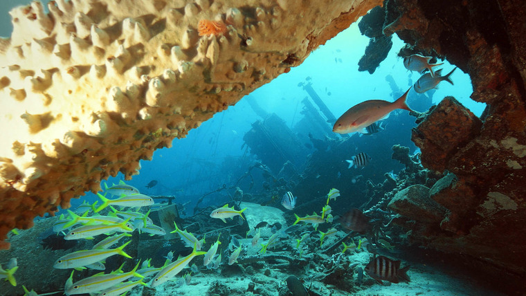 Reef Wrecks — s01e01 — Bonaire