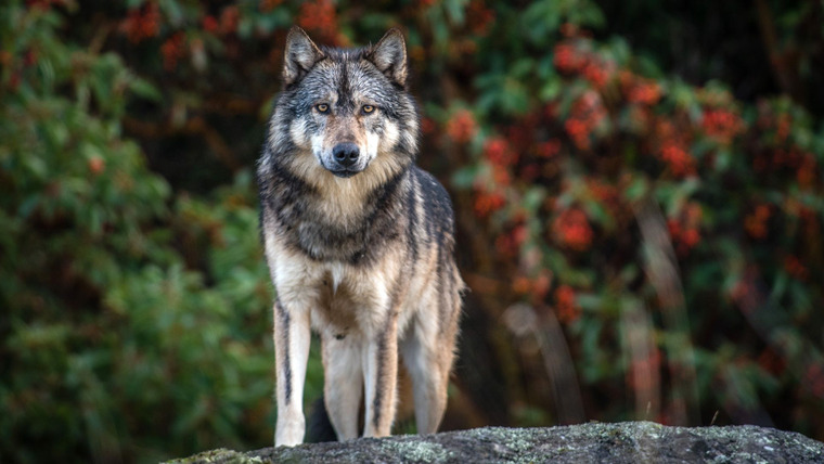 The Nature of Things with David Suzuki — s59e03 — Takaya: Lone Wolf