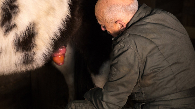 The Incredible Dr. Pol — s08e03 — Frostbitten in the Mitten