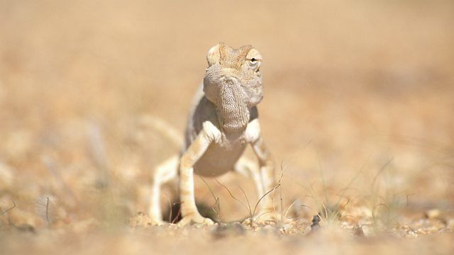 Нетронутые уголки дикой природы — s02e03 — Namib Desert