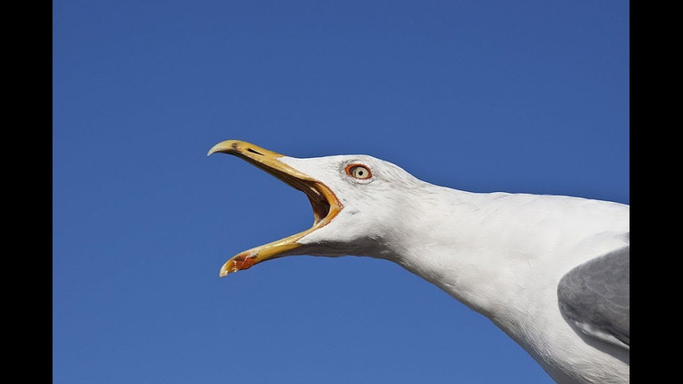 ПьюДиПай — s08e223 — Seagulls.mov
