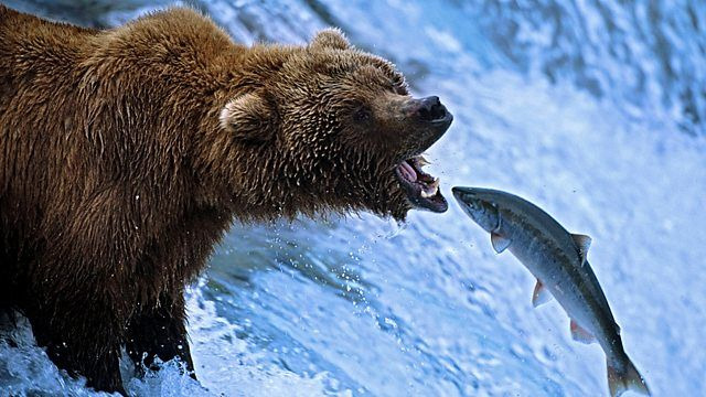 BBC: Величайшие явления природы — s01e02 — The Great Salmon Run