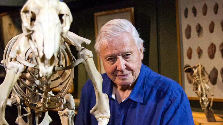 David Attenborough's Natural Curiosities — s04e06 — Ferocious Fighters