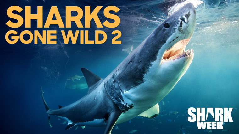Shark Week — s2019e22 — Sharks Gone Wild 2
