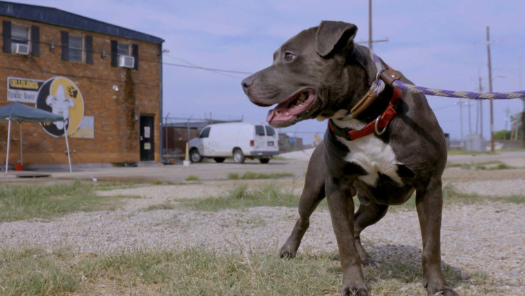 Pit Bulls & Parolees — s15e10 — You Are Free