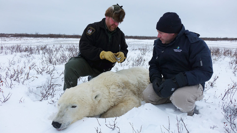 Arctic Vets — s01e01 — Polar Bear Heli-Rescue
