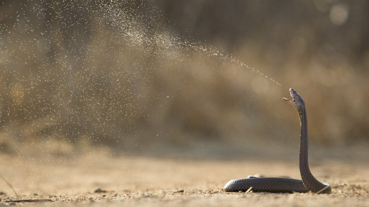 Extreme Snakes — s01e02 — Africa