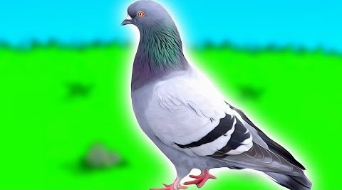 ПьюДиПай — s05e247 — How to become a pigeon and escape life forever.
