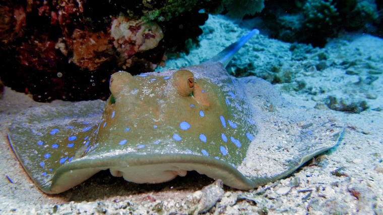 Reef School — s01e13 — Finding Friends