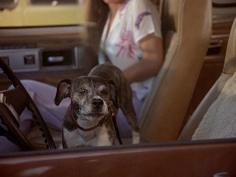 Частный детектив Магнум — s01e08 — The Ugliest Dog in Hawaii