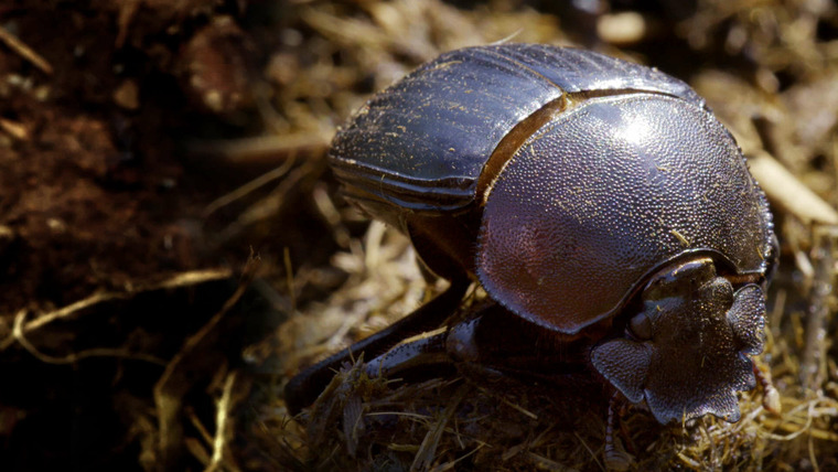 Wildlife Icons — s01e03 — Dung Beetle: Nature's Recycler
