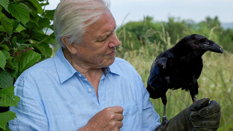 David Attenborough's Natural Curiosities — s03e02 — Curious Minds