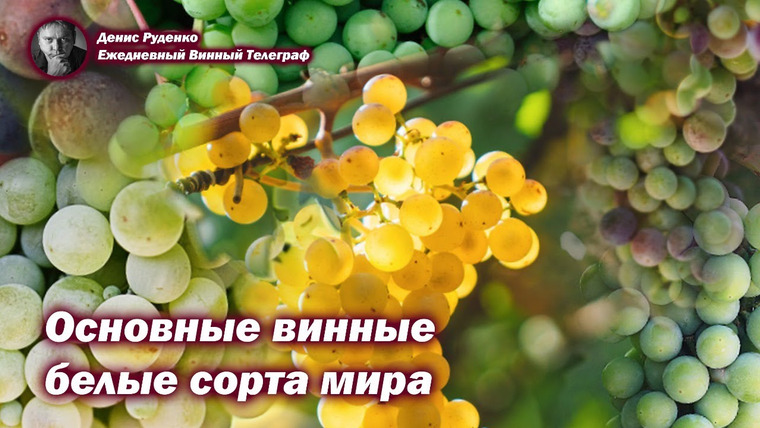 Денис Руденко — s04e05 — Основные винные белые сорта винограда