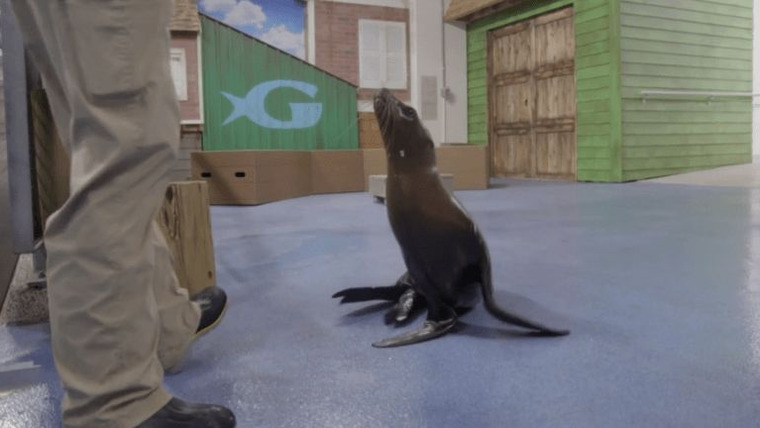The Aquarium — s01e07 — Toddler Sea Lion Scarlett