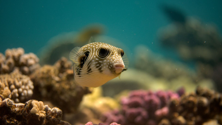 Reef School — s01e01 — Show and Tell