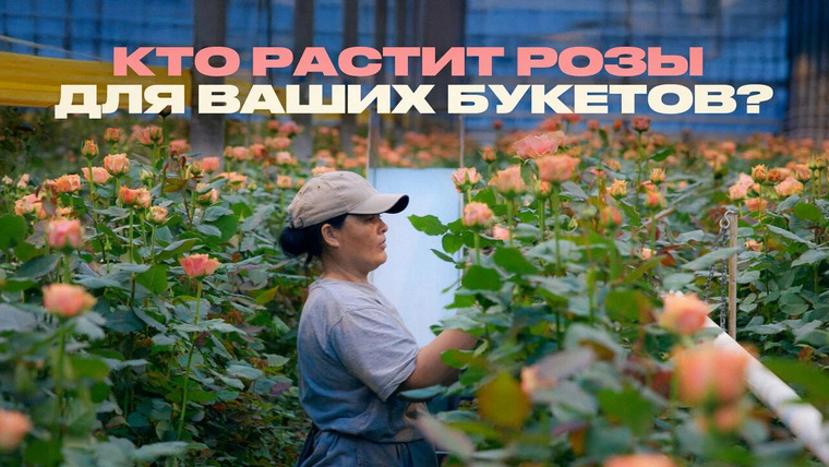 Раскадровка — s13e12 — Розы от ростка до вашего букета. Как выращивают цветы?