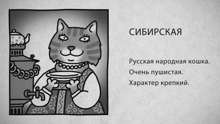 Звери Х: Породоведение с Евгенией Тимоновой — s01e06 — 06 Сибирская кошка