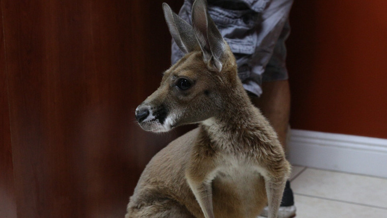 Dr. K's Exotic Animal ER — s04e01 — Baby Kangaroo Alert!