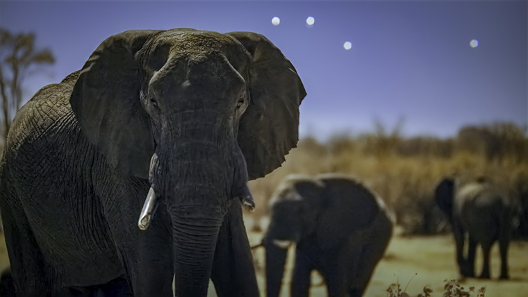 Earth at Night in Color — s02e01 — Elephant Plains