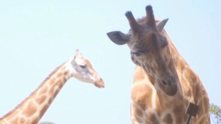 Taronga: Who's Who in the Zoo? — s01e10 — Giraffe-ic Park