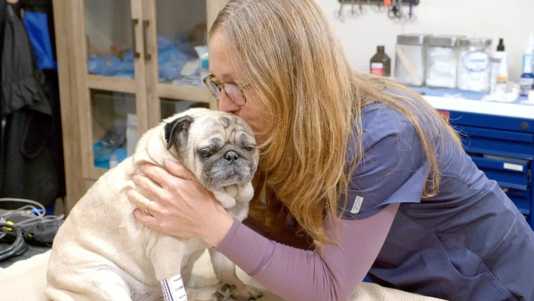 Ветеринар из Юкона — s10e11 — Hug for a Pug