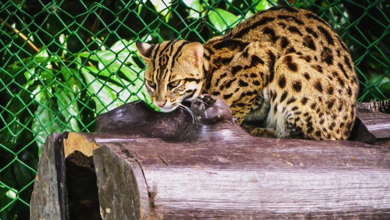 Extinct or Alive — s01e07 — Formosan Clouded Leopard