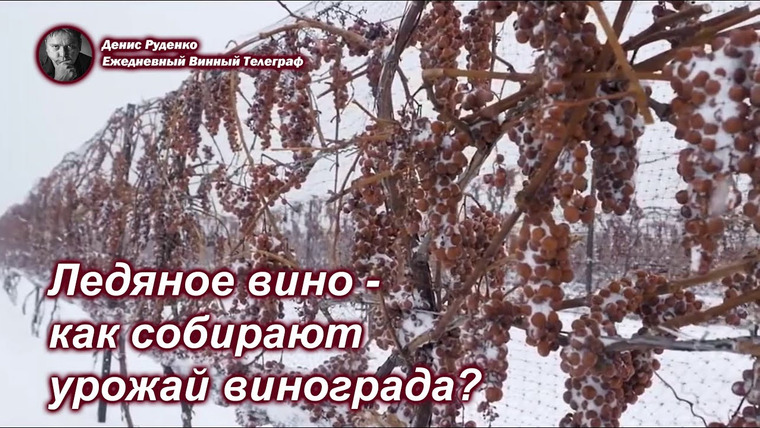 Денис Руденко — s07e02 — Ледяное вино — как собирают урожай винограда?