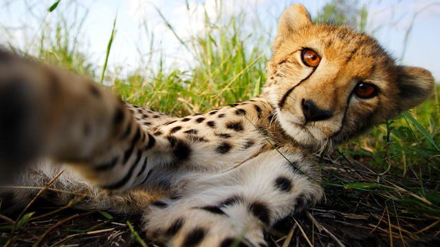 BBC: Живой мир — s36e10 — Cheetahs: Growing Up Fast