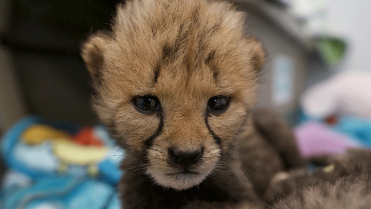 Secrets of the Zoo — s02e02 — Love Is a Cheetah Cub