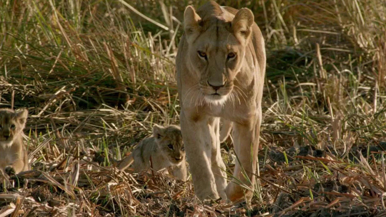 Africa's Deadliest — s04e06 — Moving Targets
