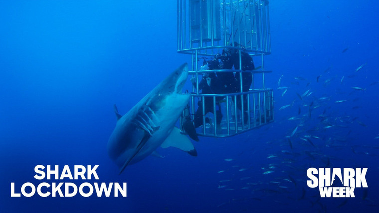 Shark Week — s2020e03 — Shark Lockdown