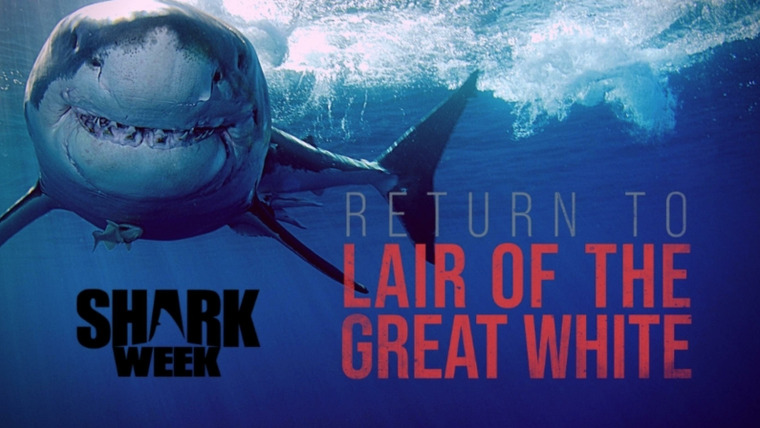 Shark Week — s2021e12 — Return to Lair of the Great White