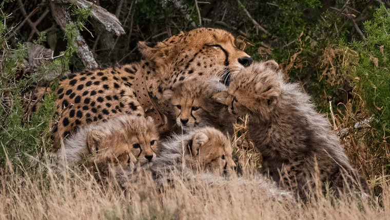 Cheetah Family & Me — s01e01 — Episode 1
