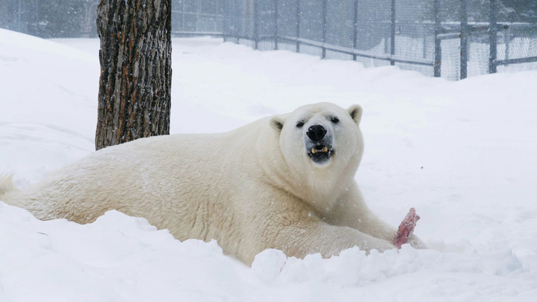 Arctic Vets — s01e04 — Polar Bear Doc on Call