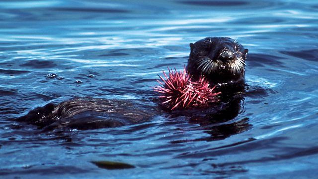 Нетронутые уголки дикой природы — s01e04 — Monterey Bay