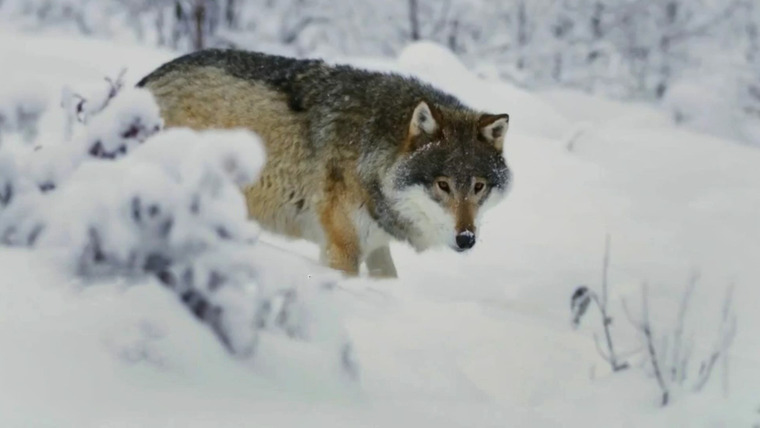 Alaskan Bush People — s10e02 — The Wolfpack vs. the Wolf